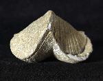 Paraspirifer bownockeri (STEWART 1927) - Bild © FossNet FossilienStore